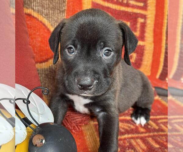 Medium Photo #1 Labrador Retriever-Unknown Mix Puppy For Sale in San Diego, CA, USA