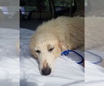 Small #7 Great Pyrenees Mix