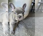 Small Photo #17 French Bulldog Puppy For Sale in SAN BERNARDINO, CA, USA