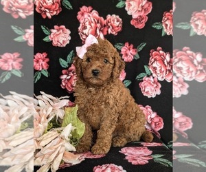 Cavapoo Puppy for sale in QUARRYVILLE, PA, USA