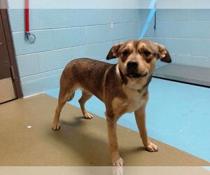 Mutt Dogs for adoption in Moreno Valley, CA, USA