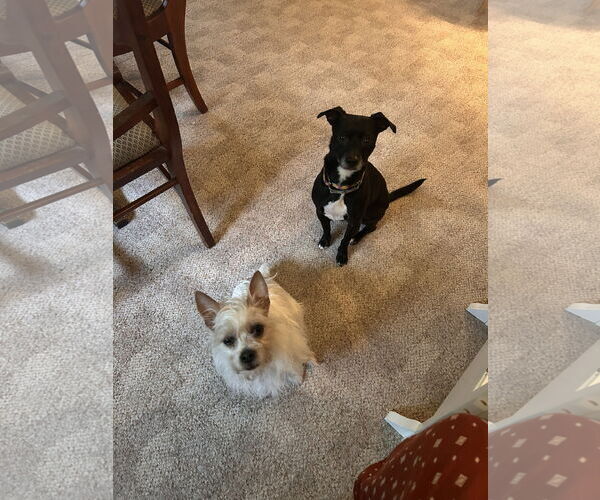 Medium Photo #4 Chihuahua-Unknown Mix Puppy For Sale in Brooklyn Center, MN, USA