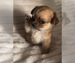 Small #12 Chihuahua