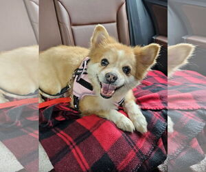 Pomeranian Dogs for adoption in Lebanon, PA, USA