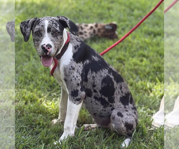 Medium Photo #4 Catahoula Leopard Dog Puppy For Sale in Yardley, PA, USA