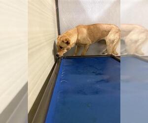 Texas Heeler Dogs for adoption in Bakersfield, CA, USA