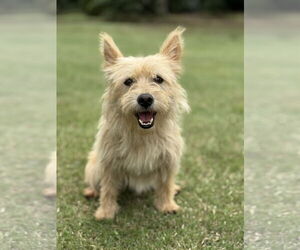Cairn Terrier-Unknown Mix Dogs for adoption in PIPE CREEK, TX, USA
