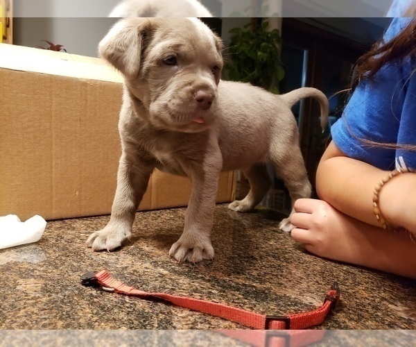 Medium Photo #15 Cane Corso Puppy For Sale in PHILLIPSTON, MA, USA
