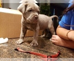 Small Photo #15 Cane Corso Puppy For Sale in PHILLIPSTON, MA, USA