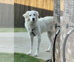 Small #2 Great Pyrenees