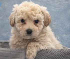 Bichon Frise-Poodle (Standard) Mix Puppy for sale in GLYNDON, MD, USA
