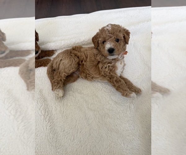 Medium Photo #15 Labradoodle Puppy For Sale in THOUSAND OAKS, CA, USA