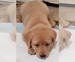 Small #4 Labrador Retriever