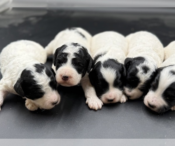 Medium Photo #1 Goldendoodle mix (+ Poodle Miniature) Puppy For Sale in HAYDEN, AL, USA