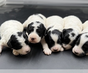 Goldendoodle mix (+ Poodle Miniature) Puppy for sale in HAYDEN, AL, USA