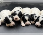 Image preview for Ad Listing. Nickname: Litter of 5