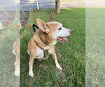 Small #2 Beagle-Retriever  Mix