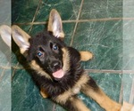 Small #5 German Shepherd Dog
