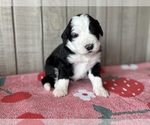 Puppy Zara Bernedoodle
