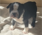 Small Photo #8 Boston Terrier Puppy For Sale in KNOXVILLE, TN, USA