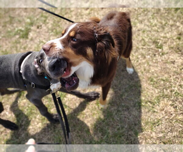Medium Photo #4 Great Dane Puppy For Sale in Huntersville, NC, USA