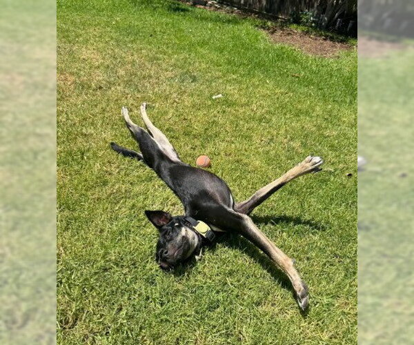 Medium Photo #7 Chihuahua-Unknown Mix Puppy For Sale in San Diego, CA, USA