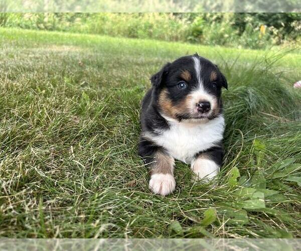 Medium Photo #8 Australian Shepherd Puppy For Sale in JEROMESVILLE, OH, USA
