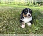 Small #7 Australian Shepherd