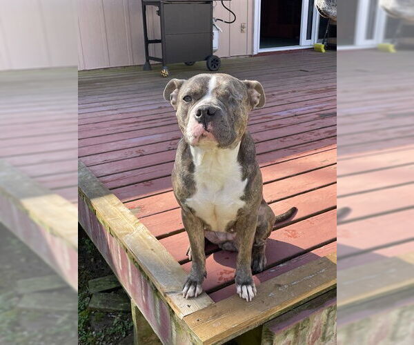 Medium Photo #2 Mutt Puppy For Sale in Forestville, MD, USA