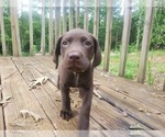 Small #12 Wirehaired lab