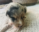 Small Photo #14 Miniature Australian Shepherd Puppy For Sale in TONASKET, WA, USA
