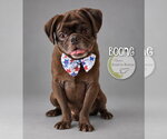 Boone - Male Pug Dog for Adoption - Small photo