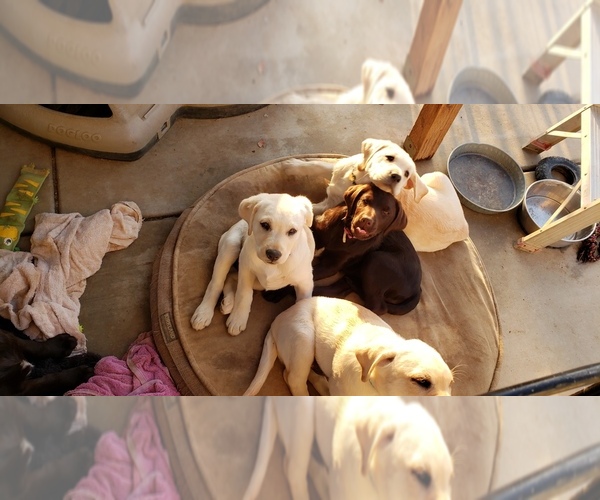 Medium Photo #1 Labrador Retriever Puppy For Sale in ANZA, CA, USA