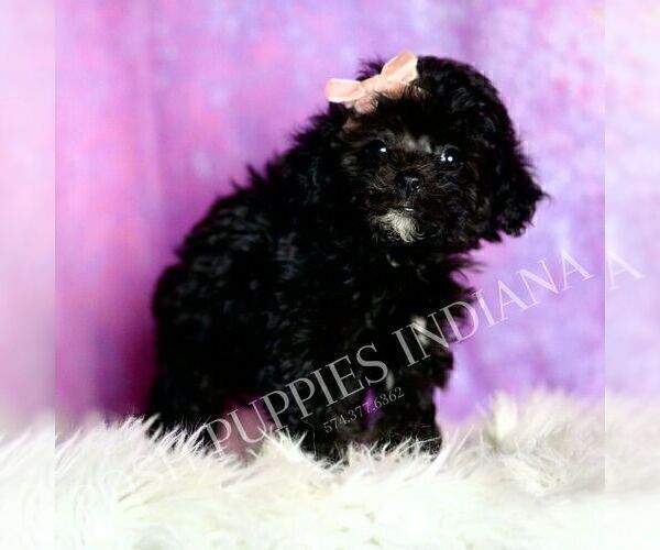 Medium Photo #112 Poodle (Miniature) Puppy For Sale in WARSAW, IN, USA
