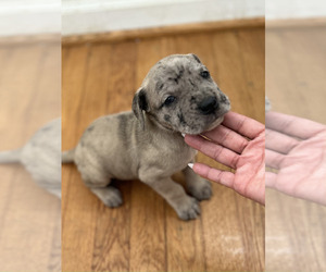 Presa Canario Puppy for sale in SANDY SPRINGS, GA, USA