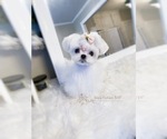 Small Photo #1 Maltese Puppy For Sale in ASTORIA, NY, USA