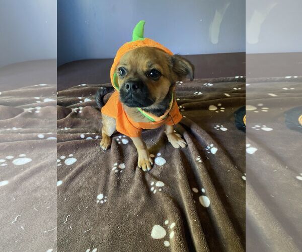 Medium Photo #3 Mutt Puppy For Sale in Shelburne, VT, USA