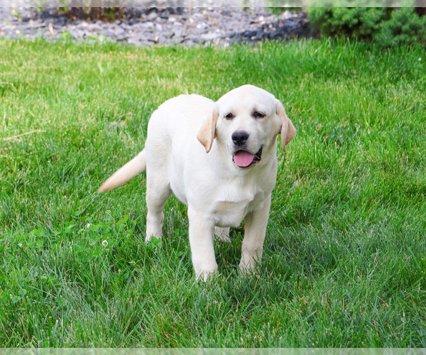 Medium Photo #4 Labrador Retriever Puppy For Sale in SYRACUSE, IN, USA
