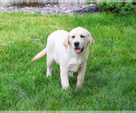 Small #3 Labrador Retriever