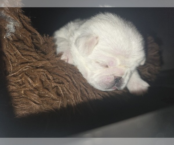Medium Photo #5 Pug Puppy For Sale in NEW IPSWICH, NH, USA