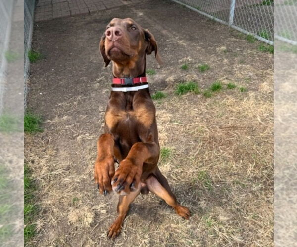Medium Photo #2 Doberman Pinscher Puppy For Sale in Lakewood, CO, USA