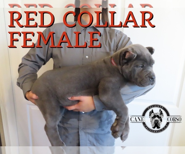 Medium Photo #1 Cane Corso Puppy For Sale in APPLE VALLEY, CA, USA