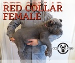 Small Photo #1 Cane Corso Puppy For Sale in APPLE VALLEY, CA, USA