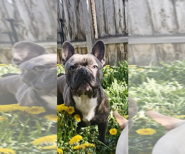 Medium Photo #11 French Bulldog Puppy For Sale in IDAHO FALLS, ID, USA
