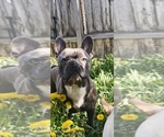 Small Photo #11 French Bulldog Puppy For Sale in IDAHO FALLS, ID, USA