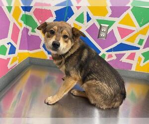 German Shepherd Dog-Unknown Mix Dogs for adoption in Baytown, TX, USA