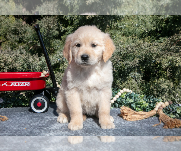 Medium Photo #1 English Cream Golden Retriever Puppy For Sale in ROCHESTER, IN, USA