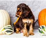 Small Photo #30 Cocker Spaniel Puppy For Sale in WAKARUSA, IN, USA