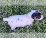 Small Photo #3 Jack Russell Terrier Puppy For Sale in FREEMAN, MO, USA