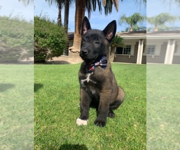 Medium Photo #2 Belgian Malinois Puppy For Sale in BAKERSFIELD, CA, USA